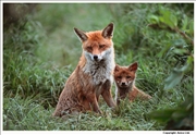 Red Fox 2